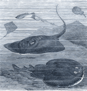 Razza comune e marmorizzata, torpedine o pesce elettrico (da R. Lydekker, The Royal Natural History, Londra 1896, Vol. V)